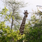 Giraffe, Balule Game Reserve.
