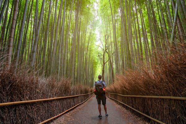 person walking on path through tall bamboo forest