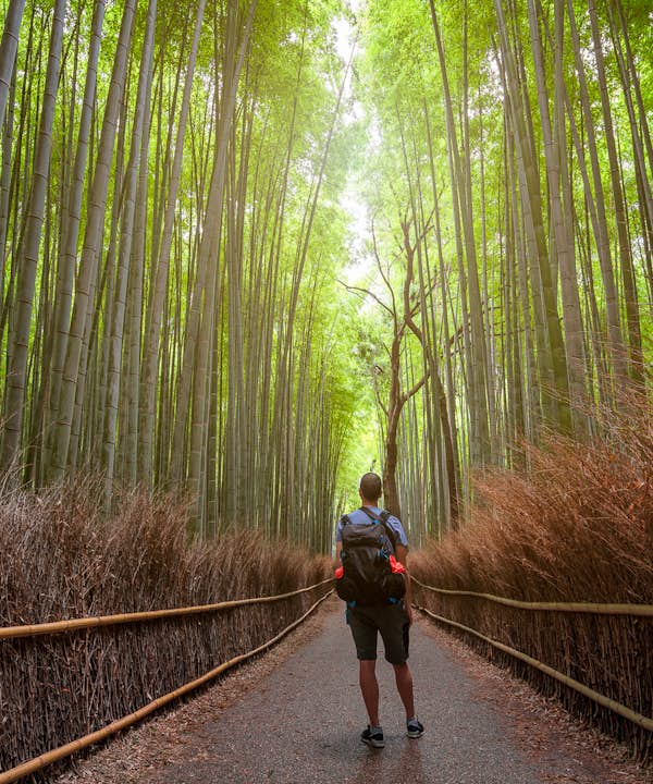 person walking on path through tall bamboo forest