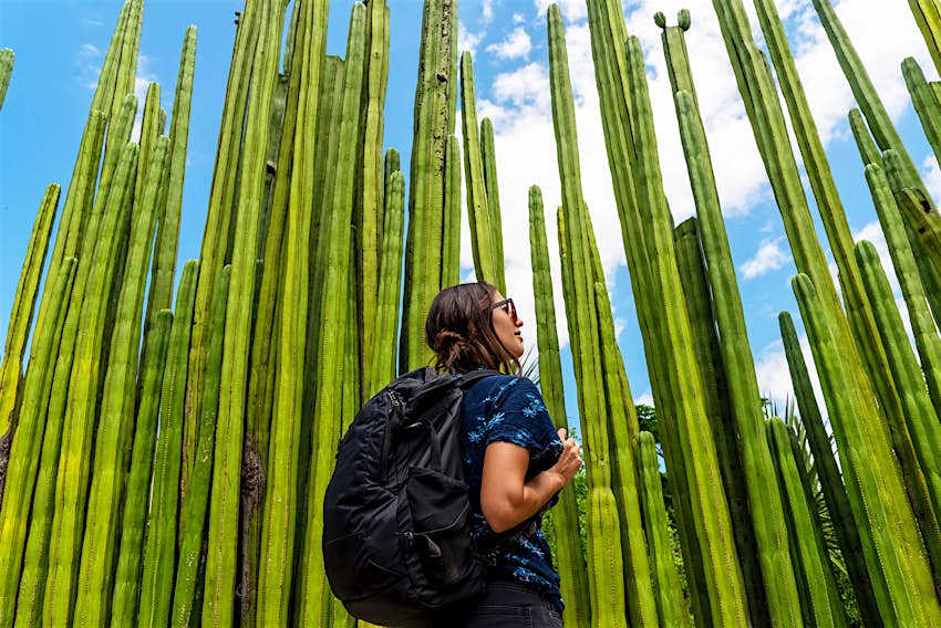Un turista con una camiseta azul se para frente a imponentes cactus. 