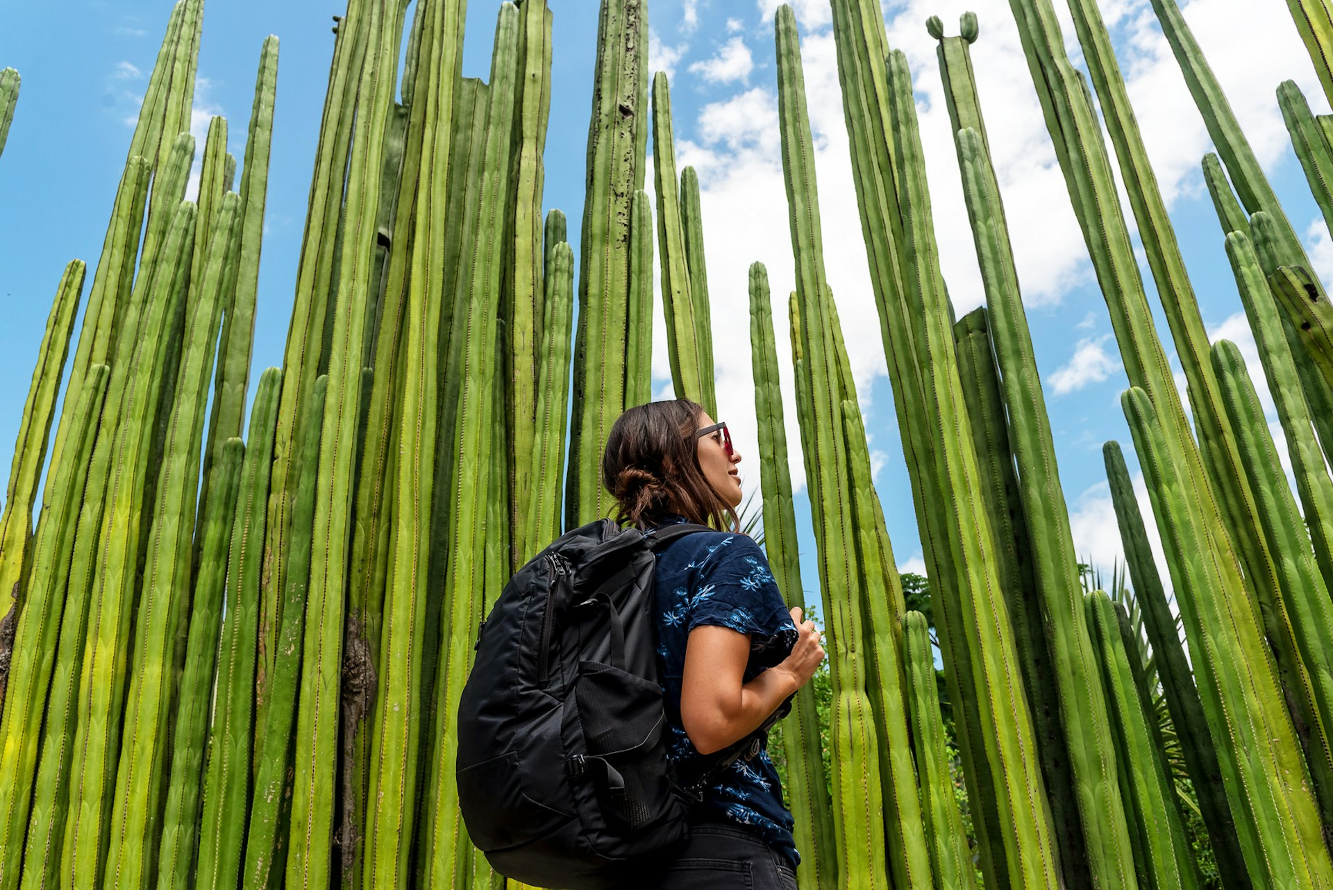 A tourist in a blue t-shirt stands in front of towering cacti. 