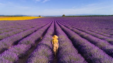 Woman enjoying the lavender fields in Provence. France. Aerial view.