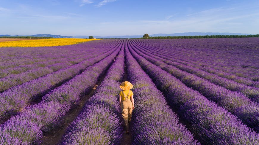 Woman walking through lavender fields in Provence, France, seen from behind