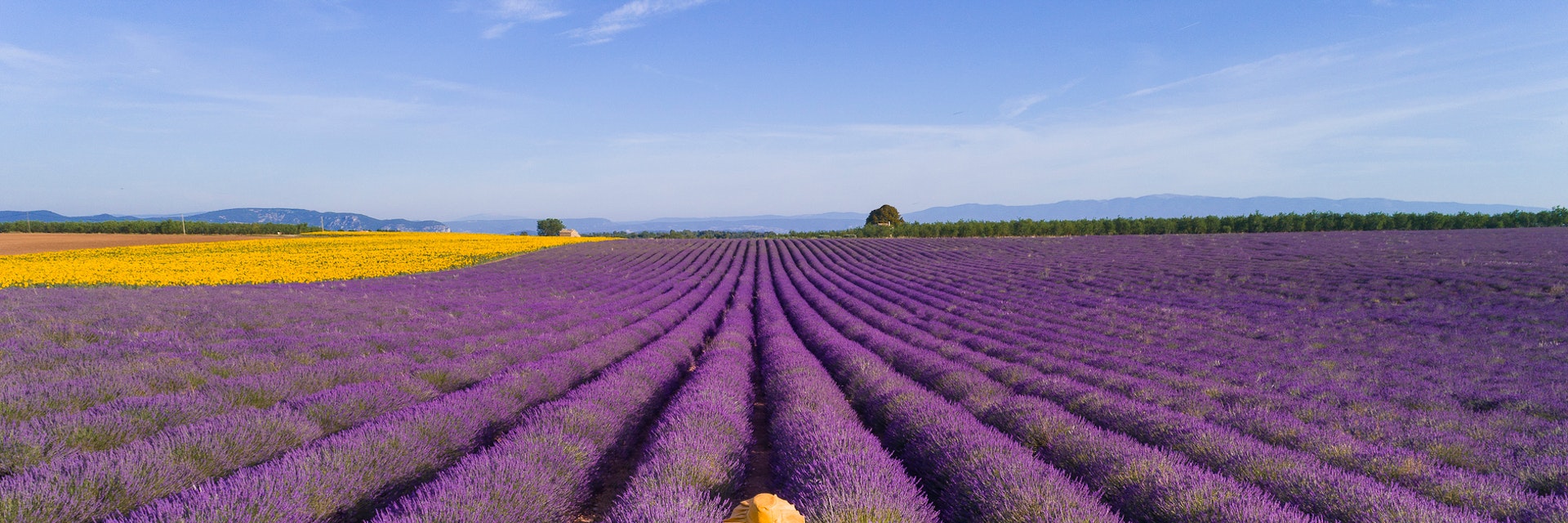 Woman enjoying the lavender fields in Provence. France. Aerial view.