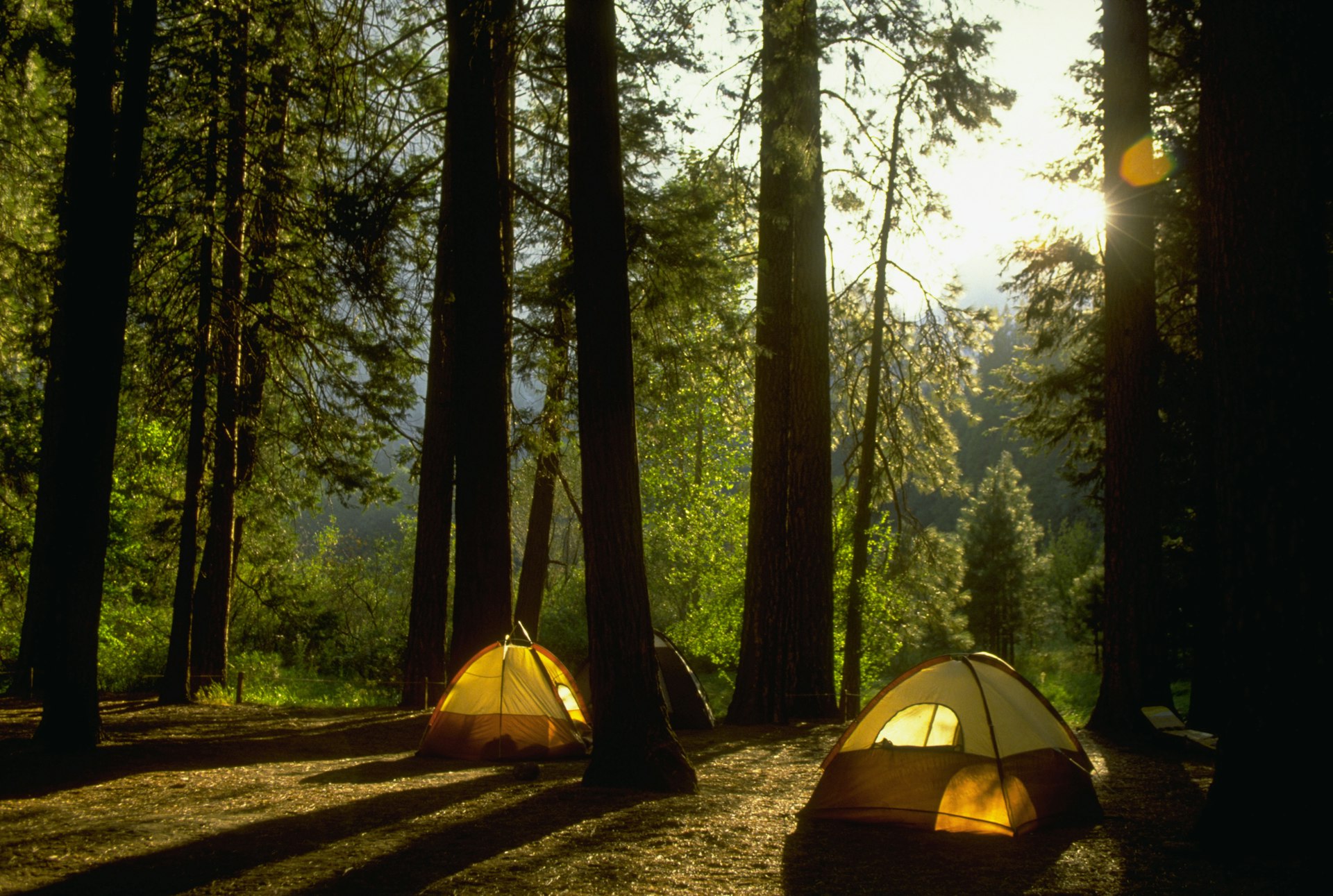 A tent with a light on inside, surrounded by the Yosemite woods