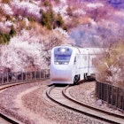 china train spring.jpg