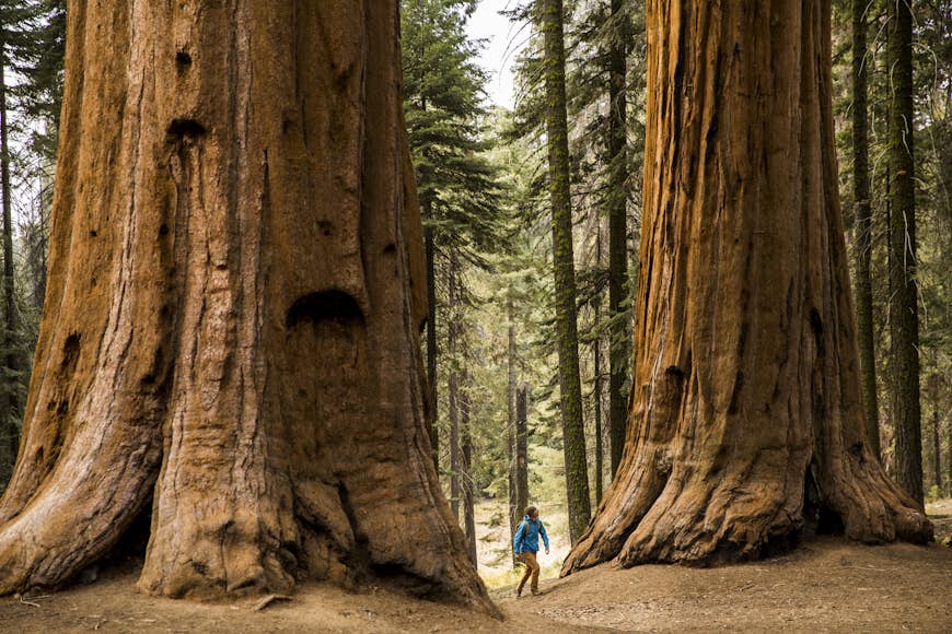 En man som vandrar under gigantiska sequoiaträd i Kalifornien