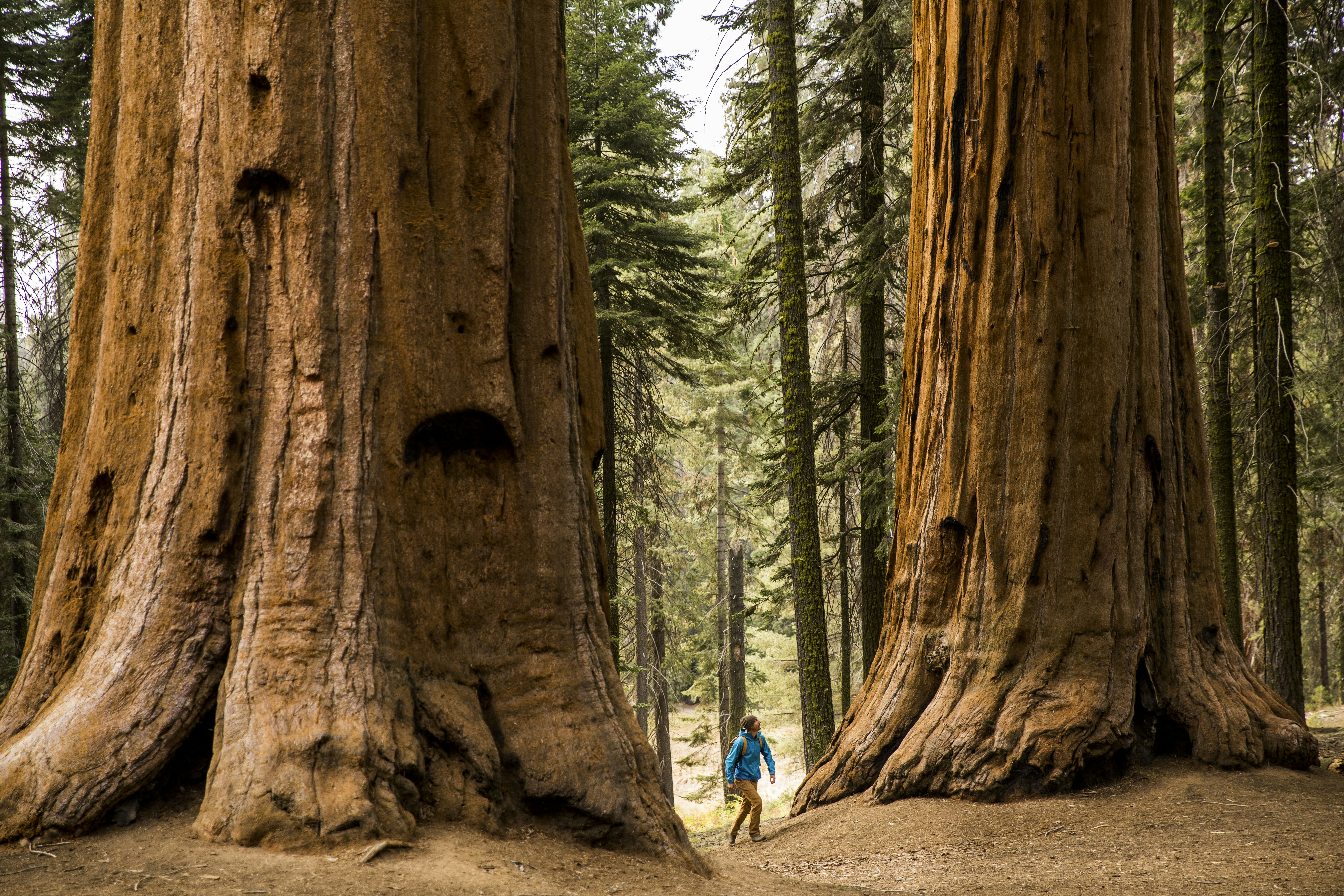 A man hiking beneath giant sequoia trees in California