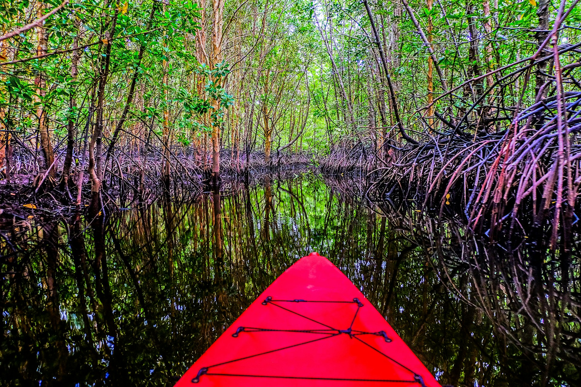 kayaking mangroves in Aruba.jpg