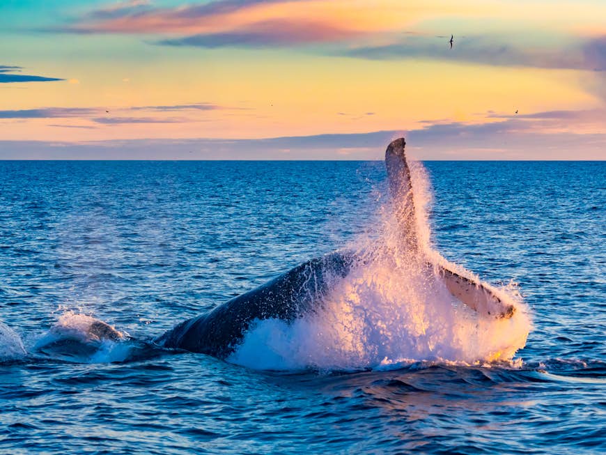Whale breaching in the ocean as the sun rises casting orange streaks across the sky
