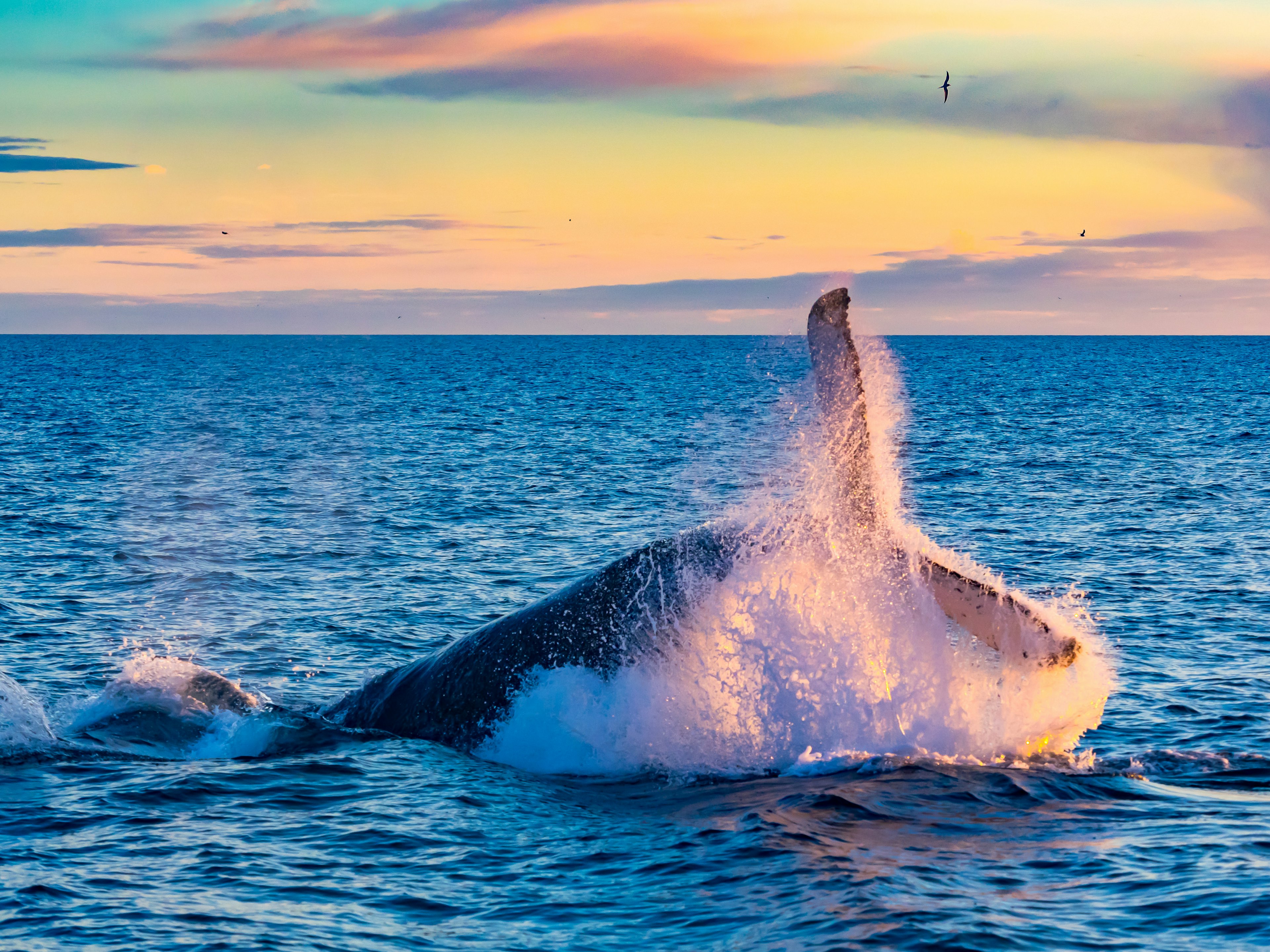 Whale breaching in the ocean as the sun rises casting orange streaks across the sky