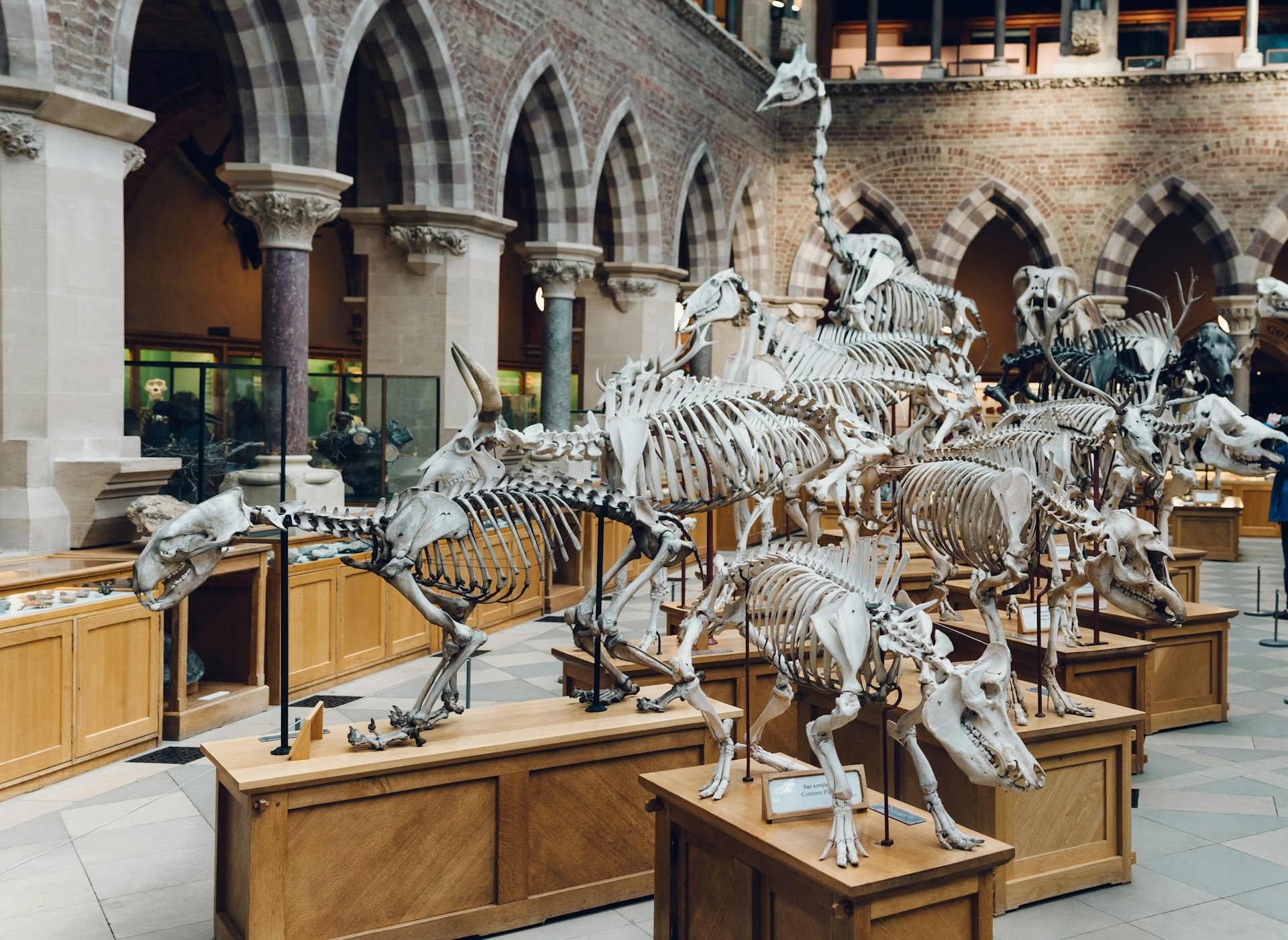 Dinosaur skeleton displays inside the Natural History Museum in Oxford.