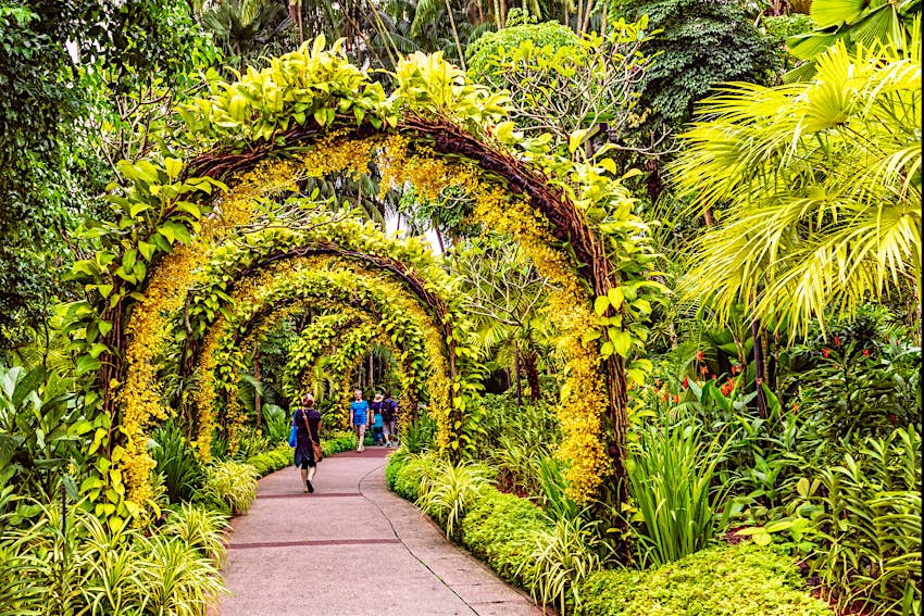 Visitors walking on a pathway lined with small yellow orchid flowers on arch supports in the Singapore Botanic Gardens