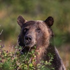 Close-up of a grizzly bear looking for berries behind bushes in Glacier National Park.