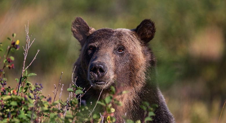 Close-up of a grizzly bear looking for berries behind bushes in Glacier National Park.