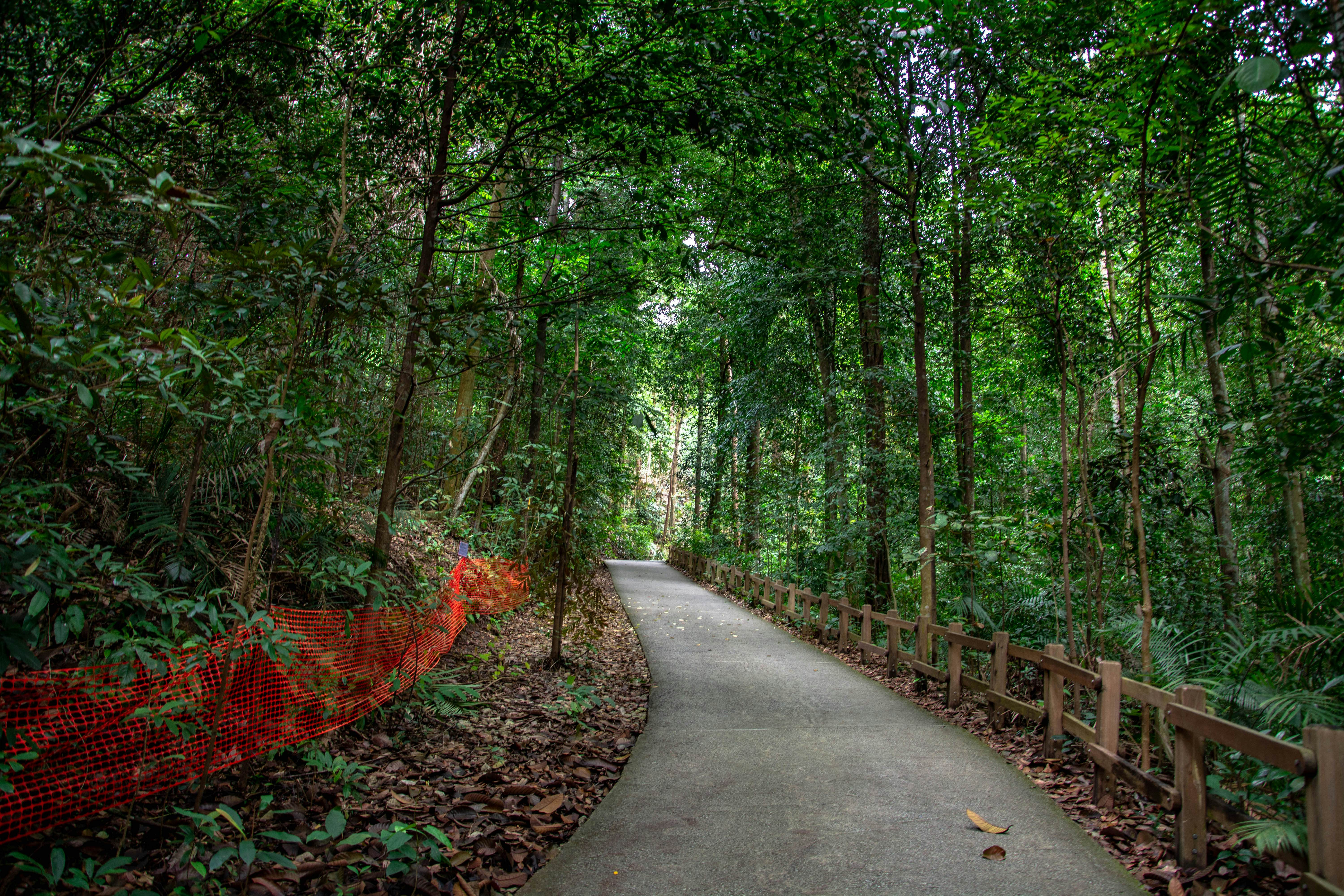 Best Hikes In Singapore - Lonely Planet