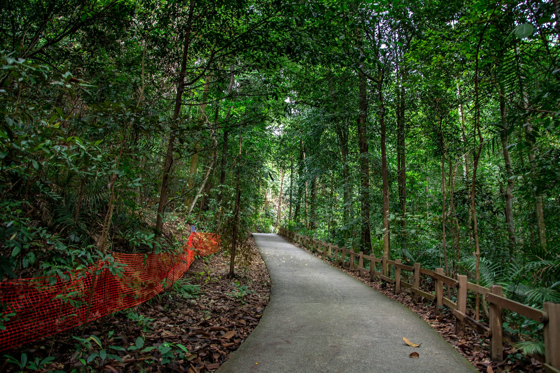 A hiking trail through dark forest in Bukit Timah