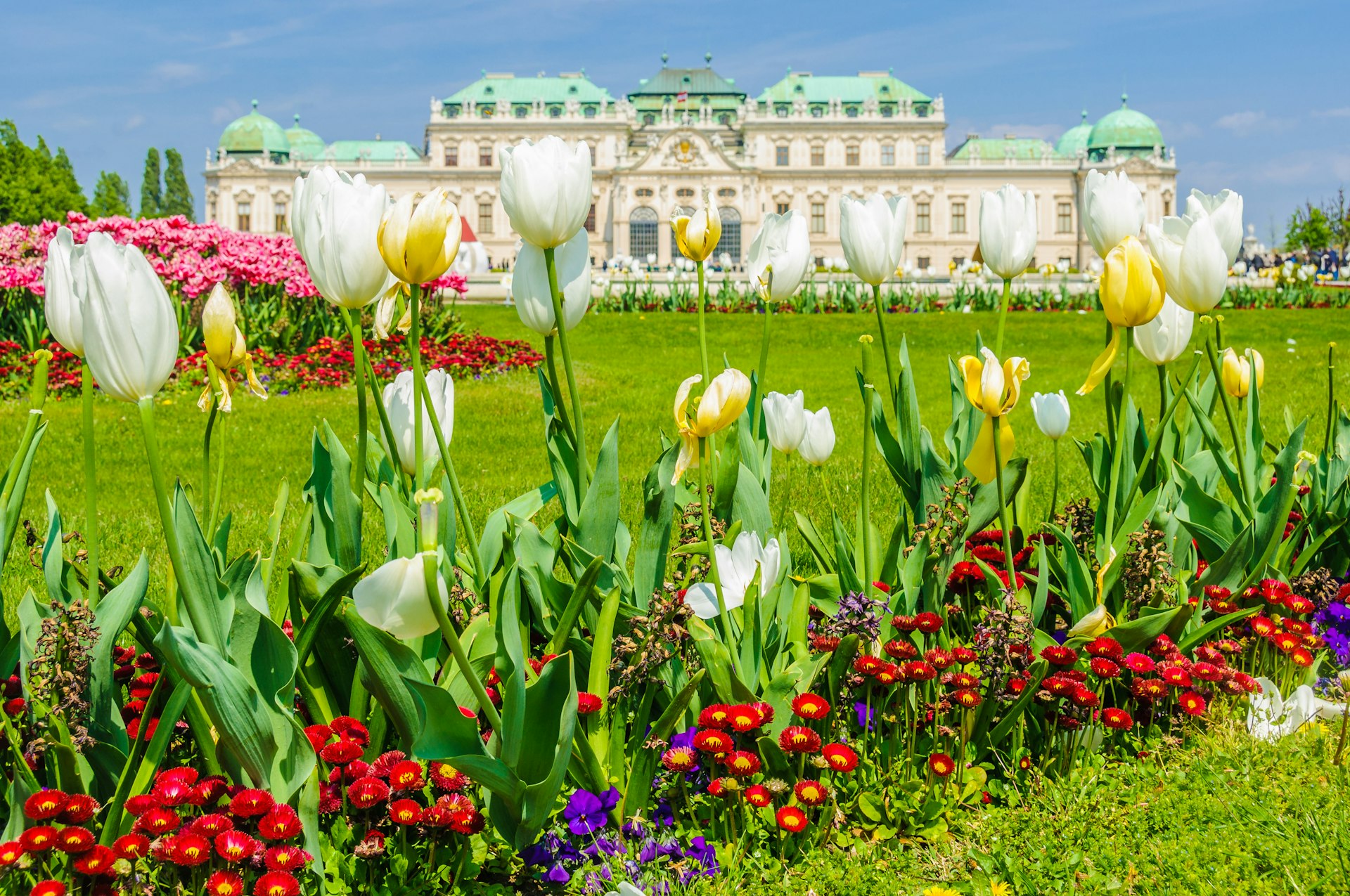 Tulips sit in the foreground, with Vienna's Belvedere palace in the background