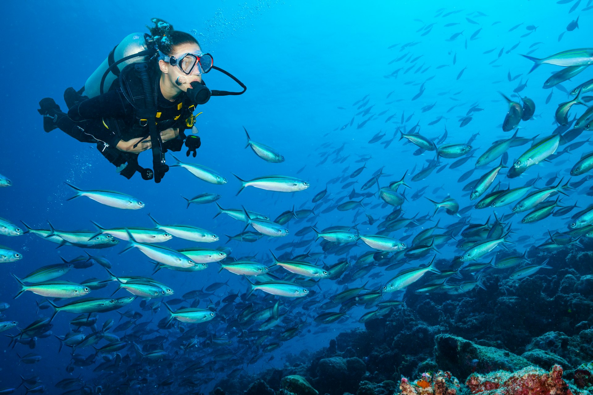 Female scuba diver swimming among a school of silvery fish and colorful coral in the Indian ocean. 