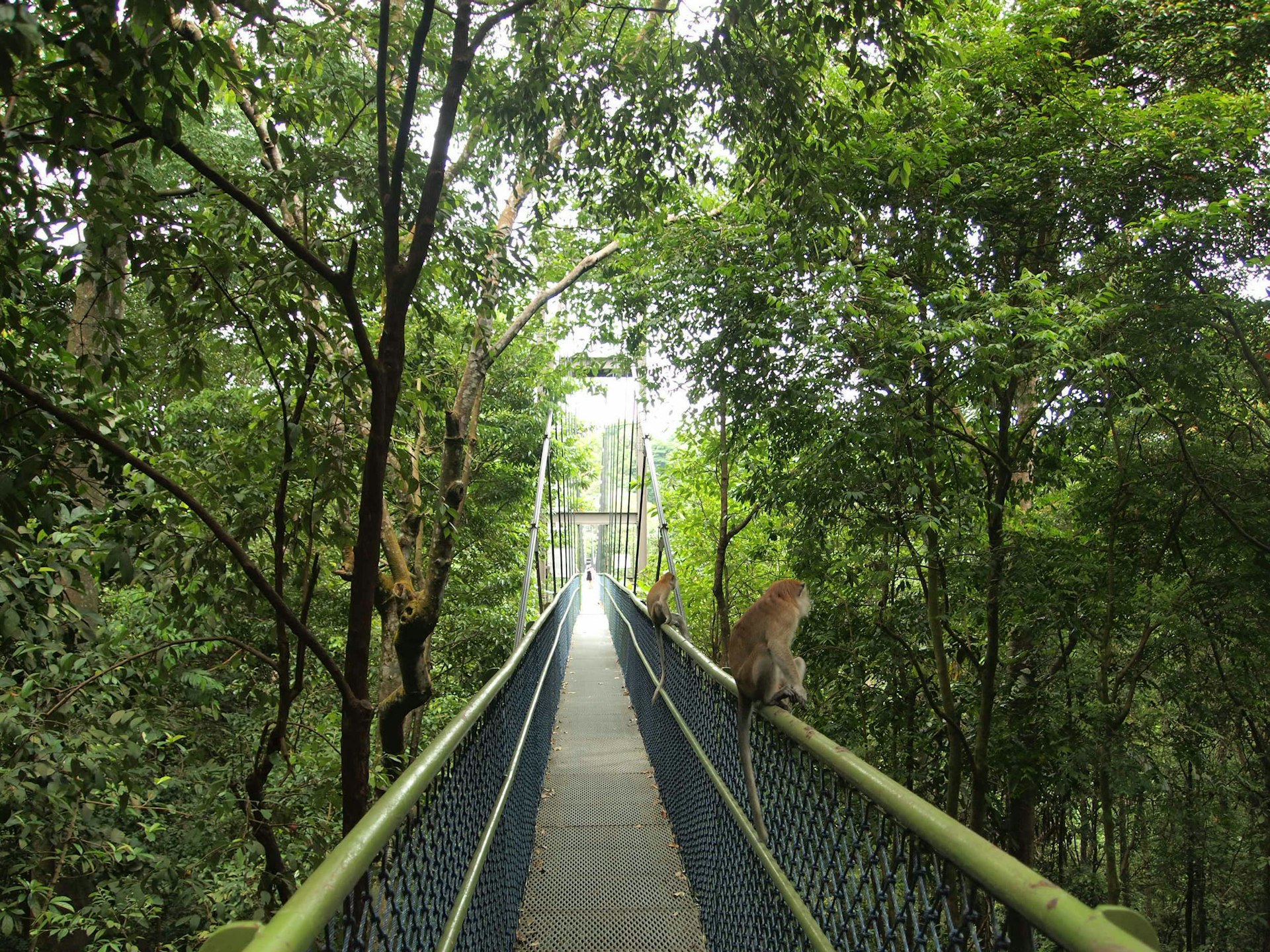 Tree top walk in MacRitchie Reservoir, Singapore 