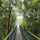 Tree top walk in MacRitchie Reservoir, Singapore