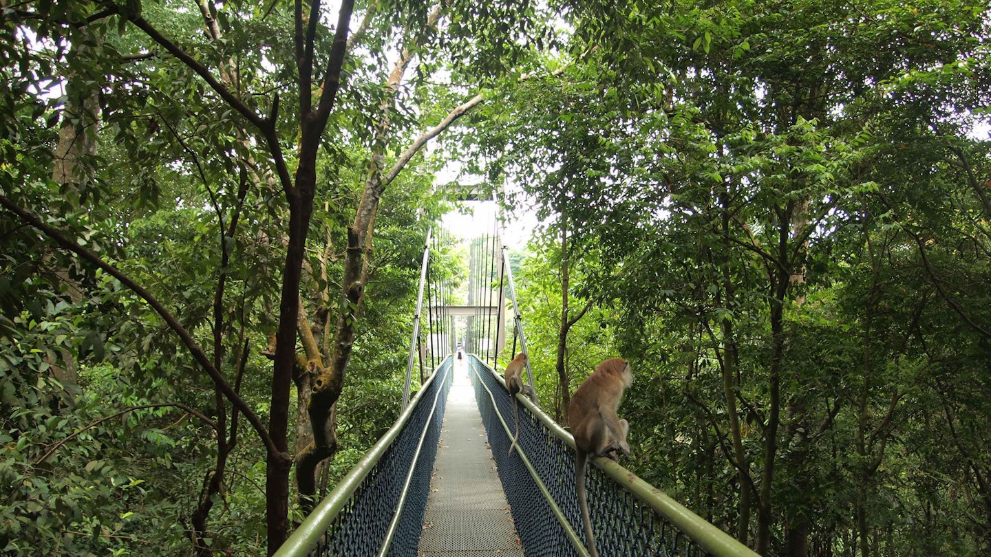 Tree top walk in MacRitchie Reservoir, Singapore
