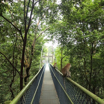 Tree top walk in MacRitchie Reservoir, Singapore