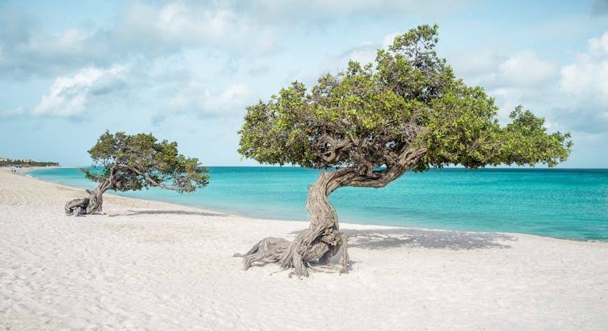 Panorama of Eagle beach with divi divi trees on Aruba island 