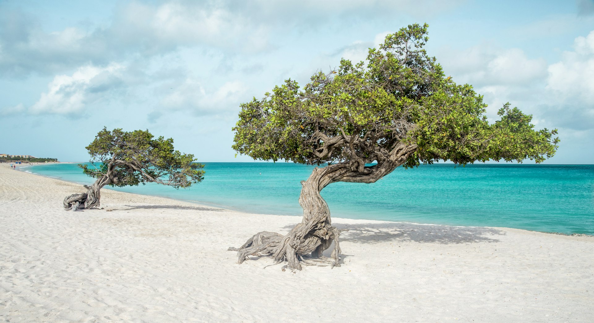 Panorama of Eagle beach with divi divi trees on Aruba island 