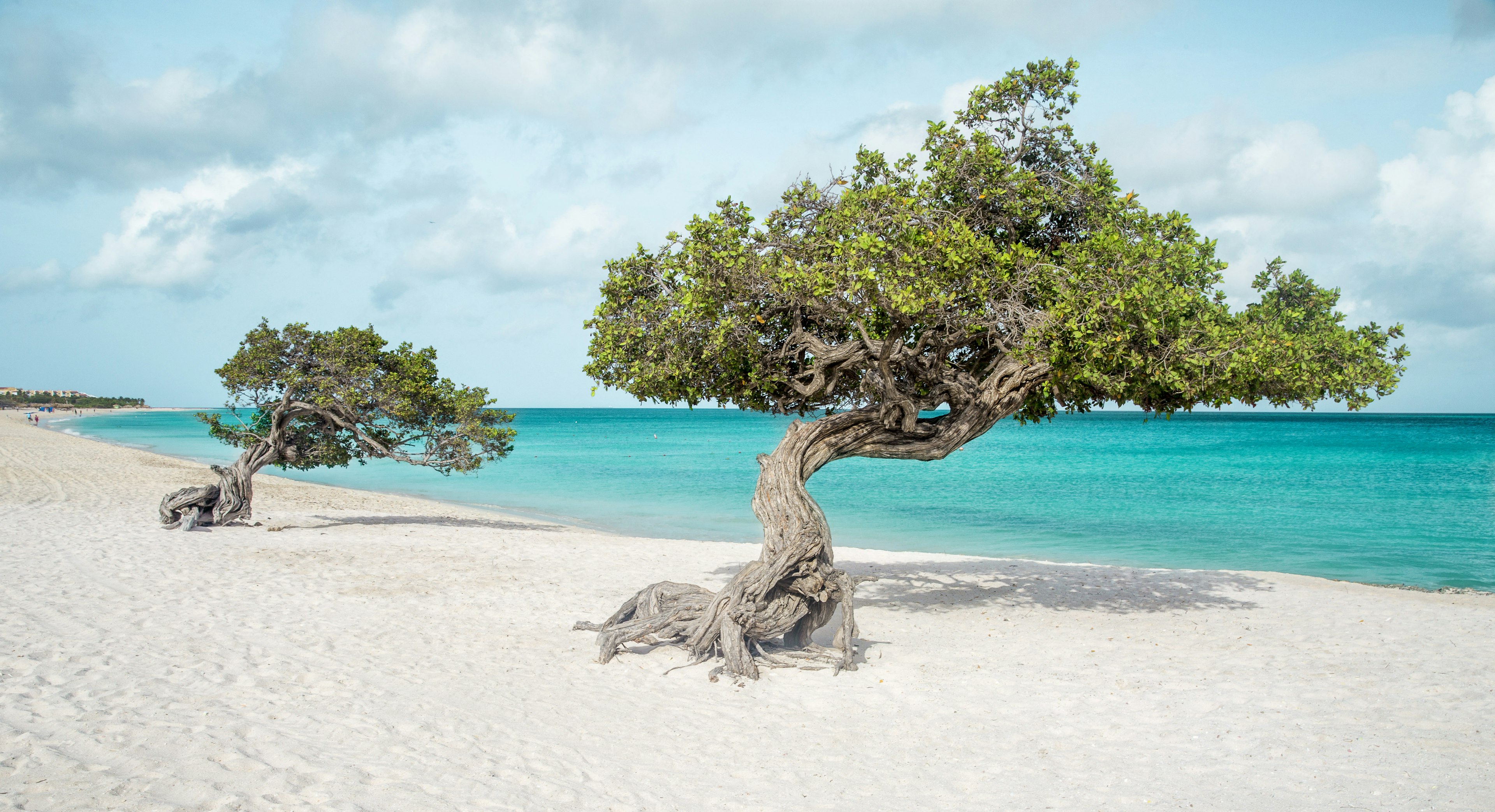 Panorama of Eagle beach with divi divi trees on Aruba island