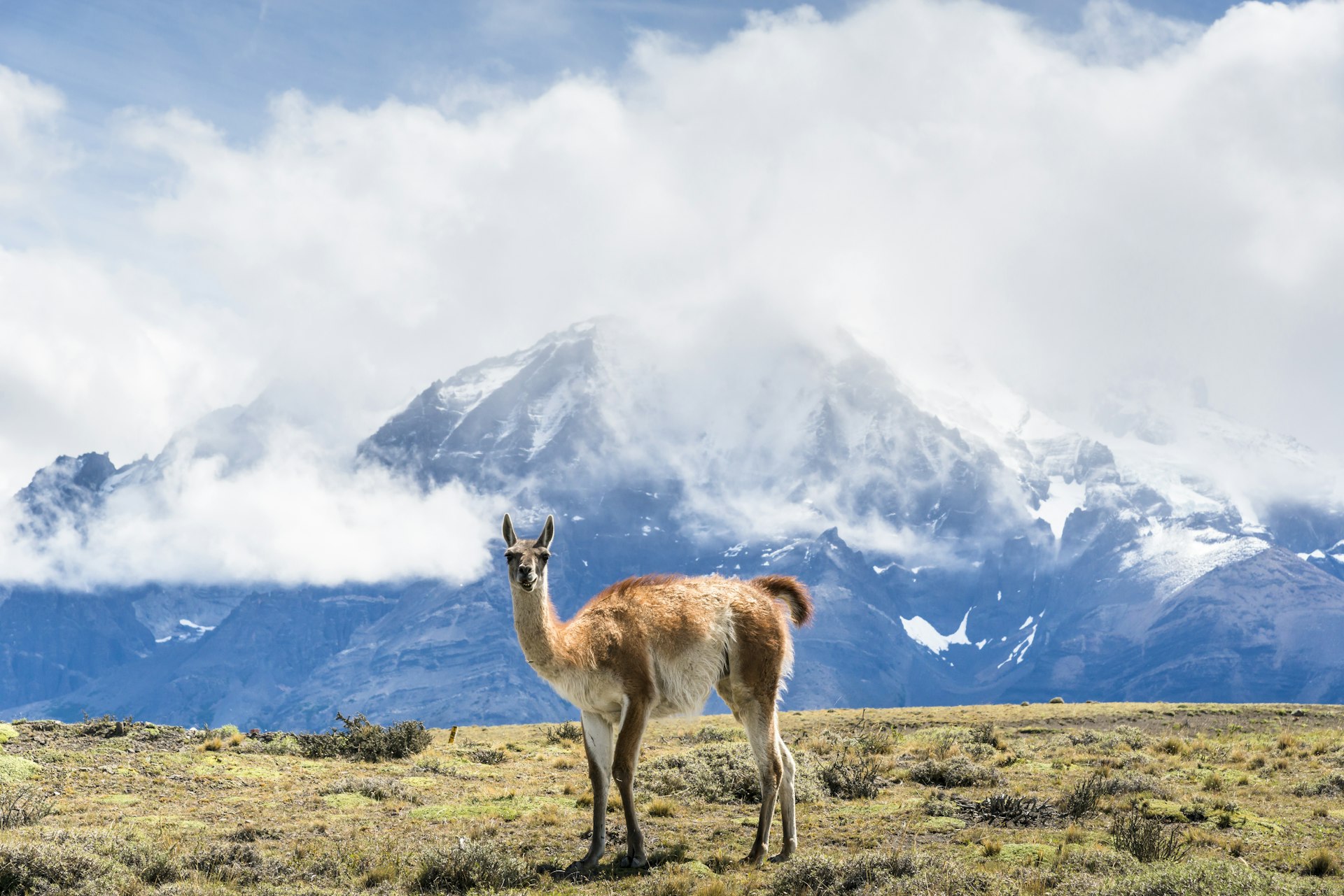 A guanaco in Torres del Paine National Park.