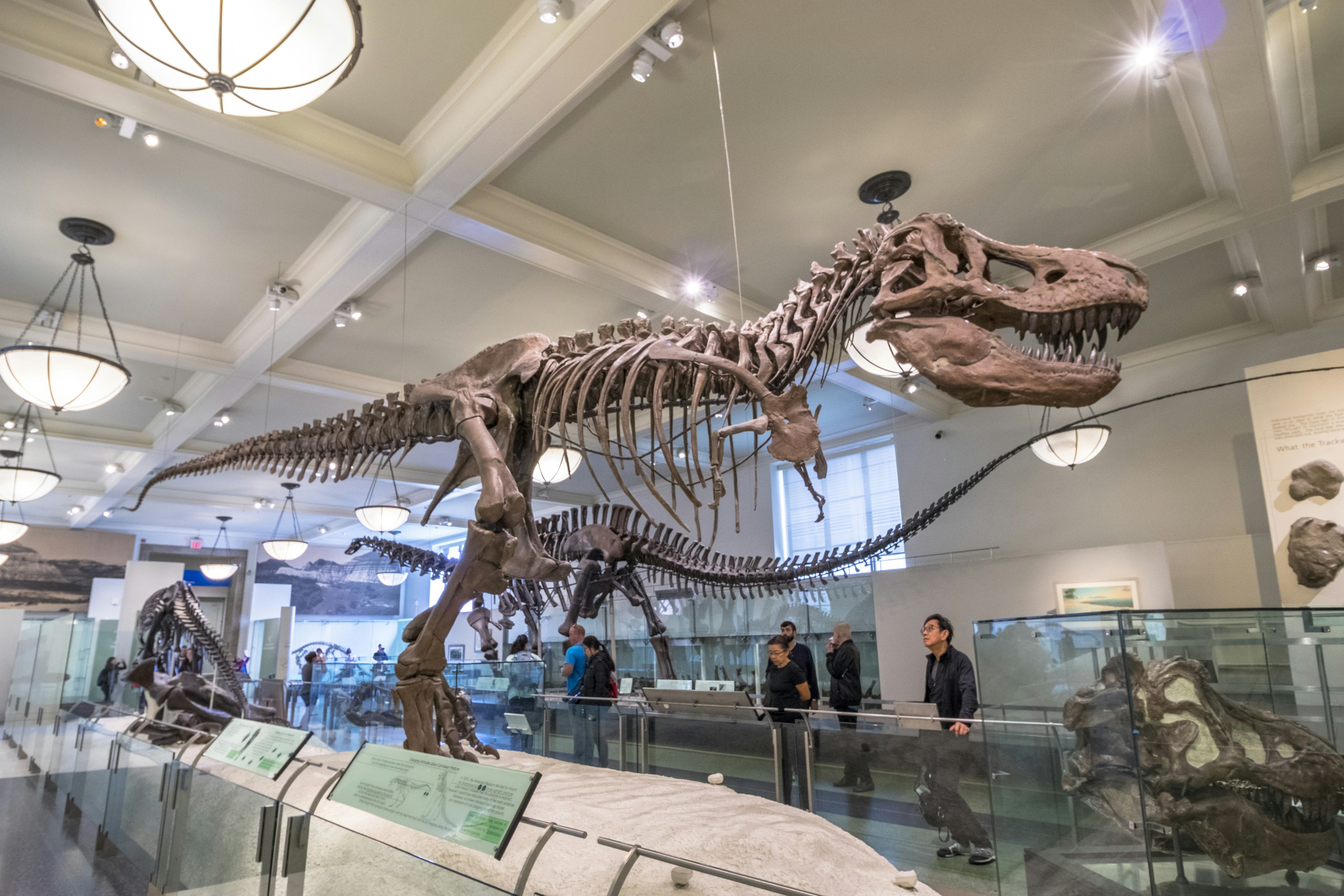 Children looking at dinosaurs in the American Museum of Natural History