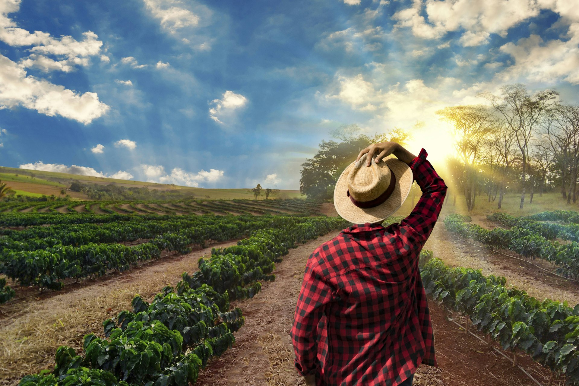 Farmer with a hat standing in a coffee field during sunset