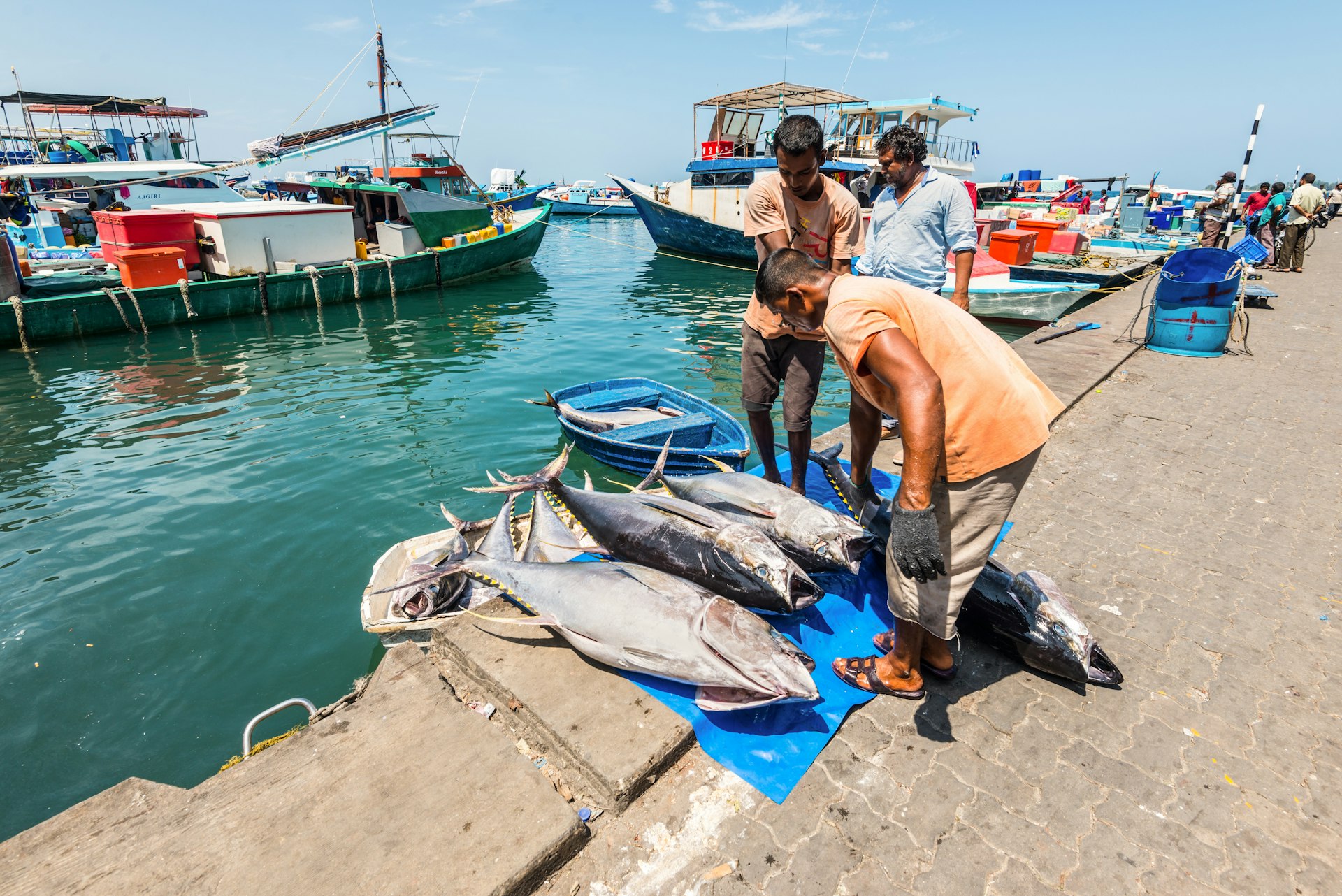 Fish lined up on a small dock as fishermen look on