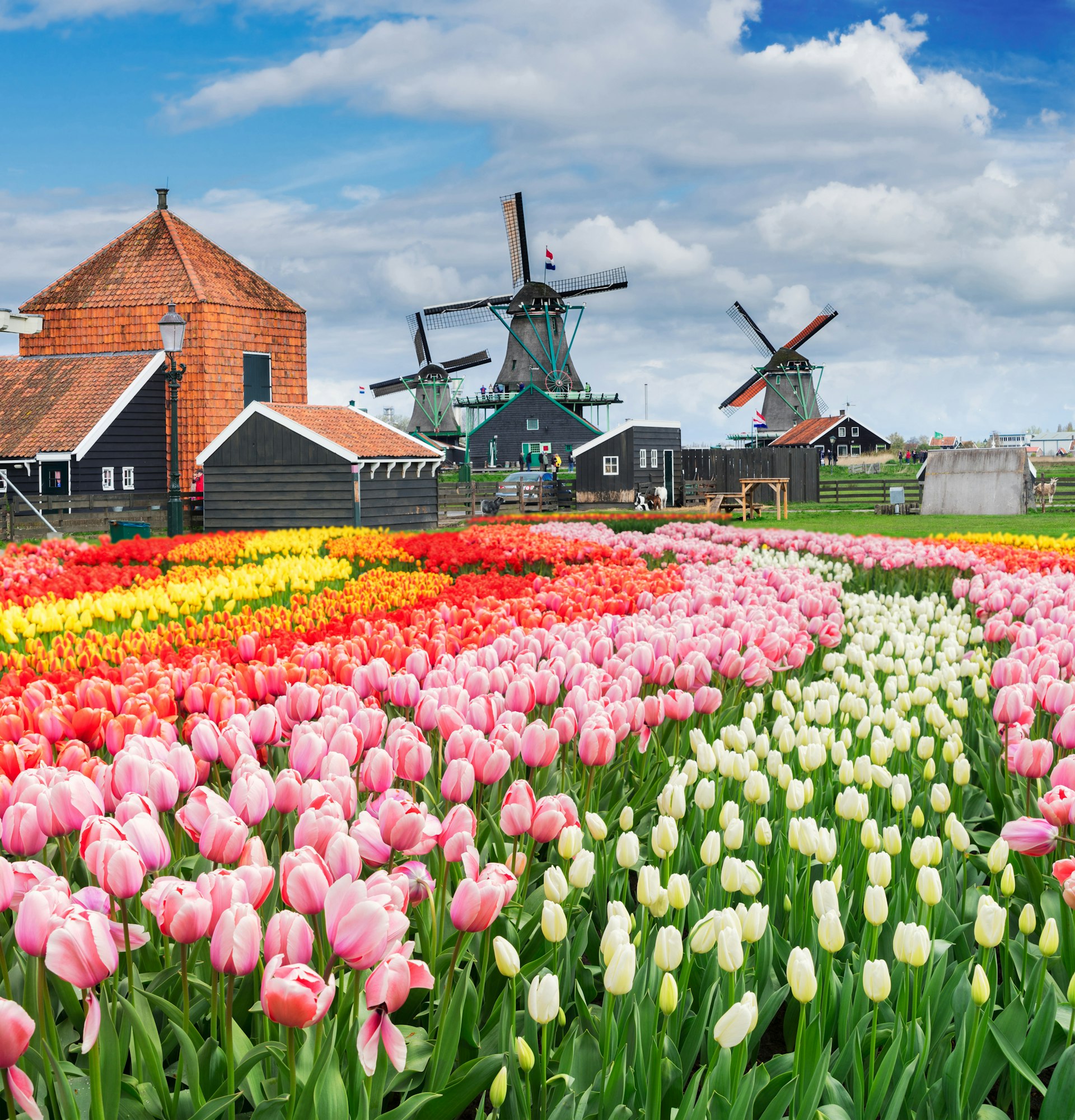 Rainbow tulips in front of windmills in the Netherlands. 
