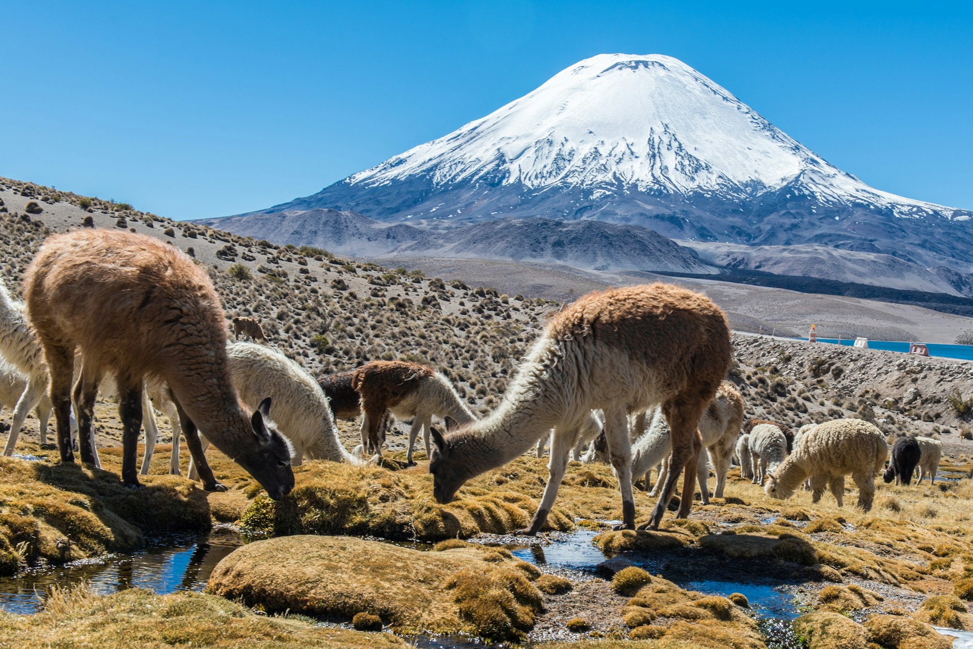 Llamas eating grass in front of a snow-capped volcano at Parque Nacional Lauca