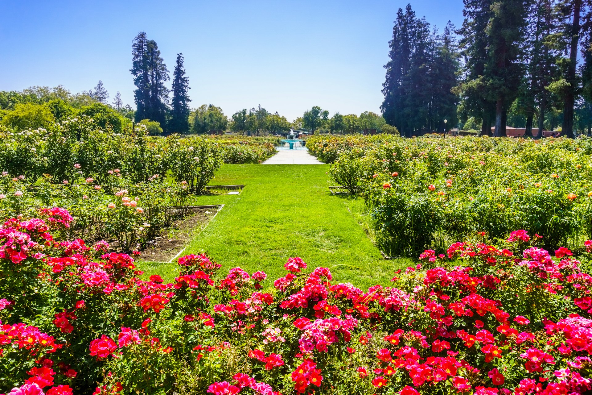 A vast landscaped garden with flower beds packed with rose bushes on a sunny day 