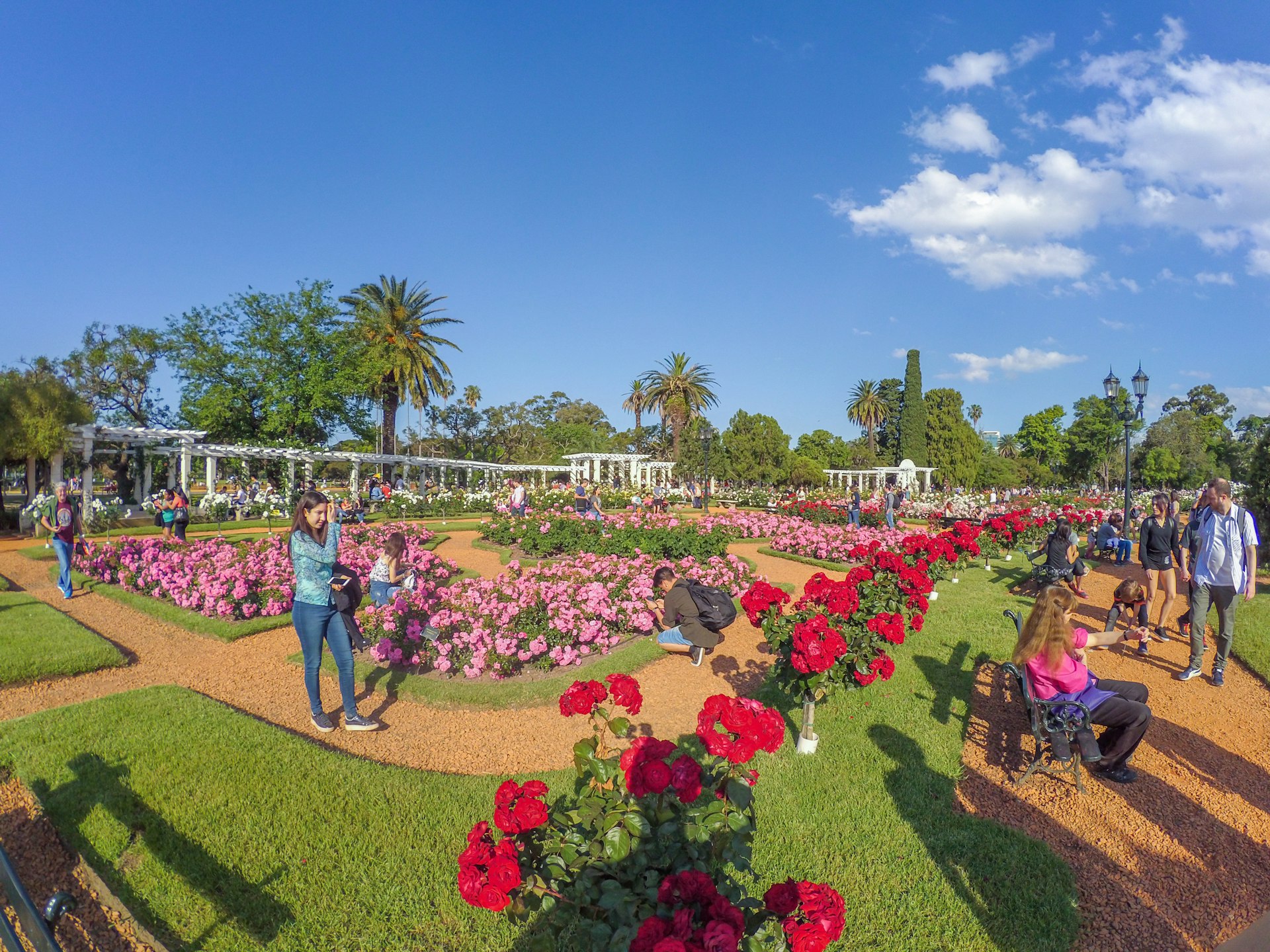 A rose garden with many flowers in bloom, being visited by lots of people who sit on benches or admire the roses up-close