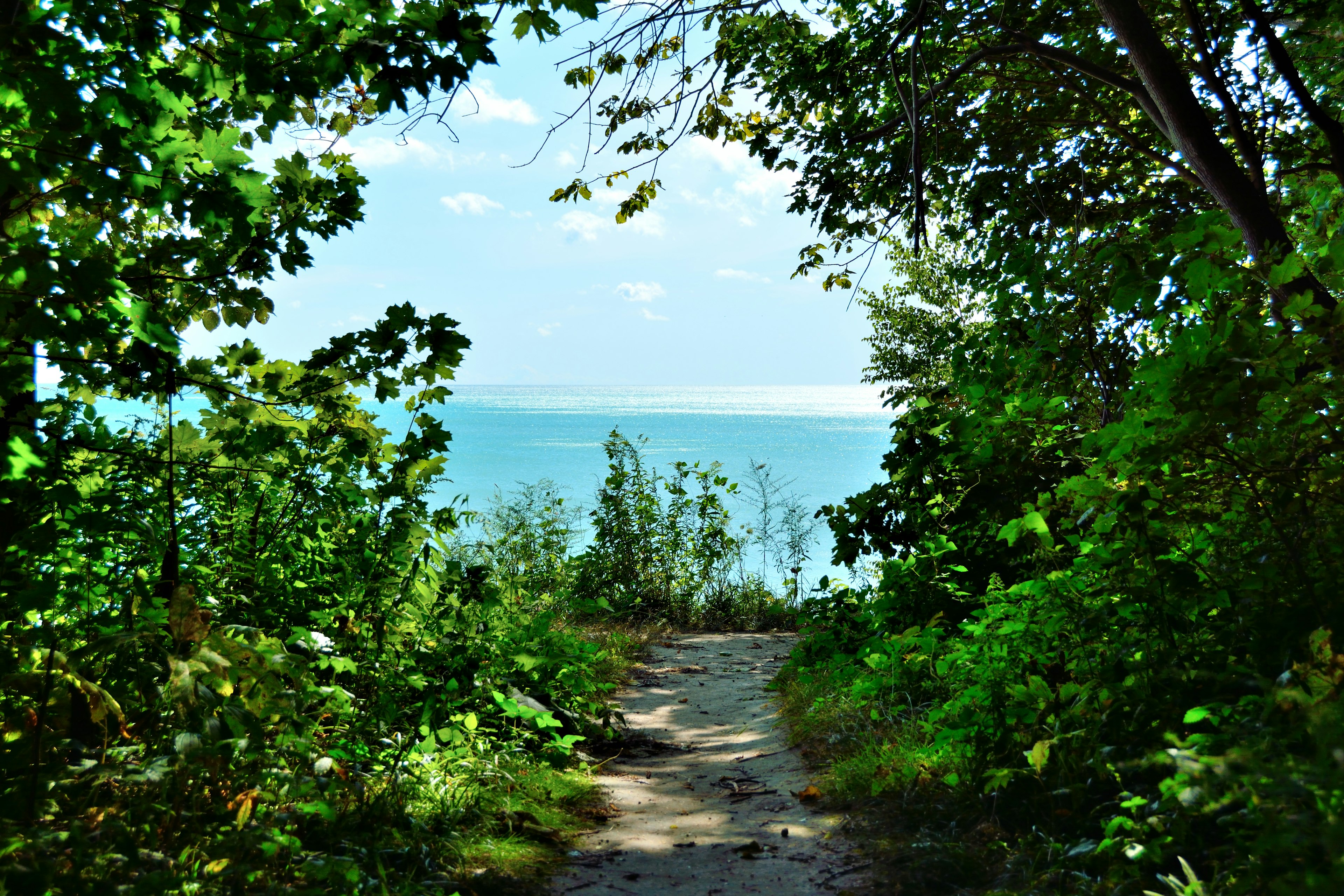 A narrow dusty pathway leads through bushes to a clifftop. A body of water is in the distance