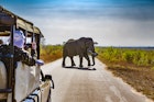 South Africa, Safari in Kruger National Park - African Elephants