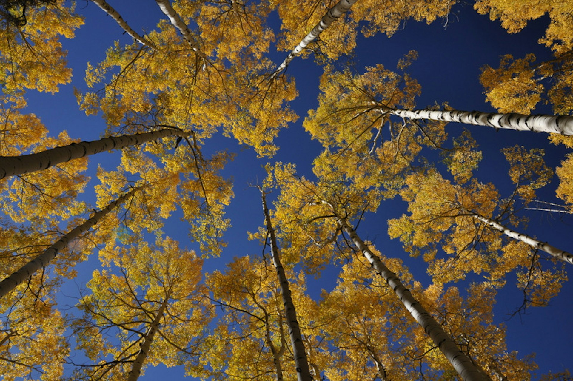 Looking up at an aspen grove and meditating 