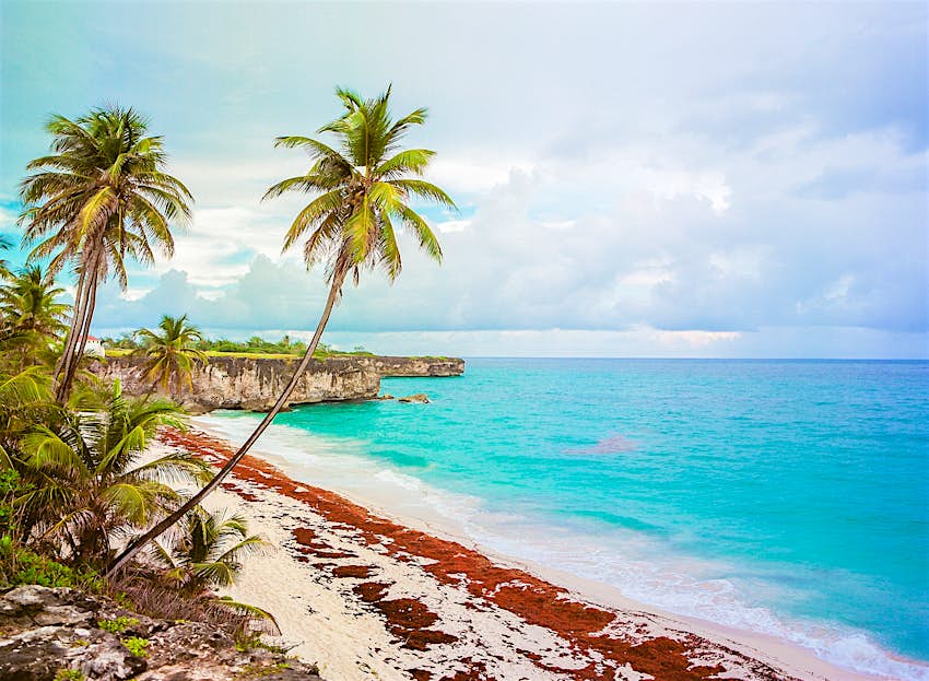 Palm trees on the white sands of Bottom Bay Beach in Barbados