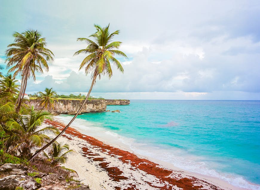 Palm trees over white sands at Bottom Bay beach in Barbados