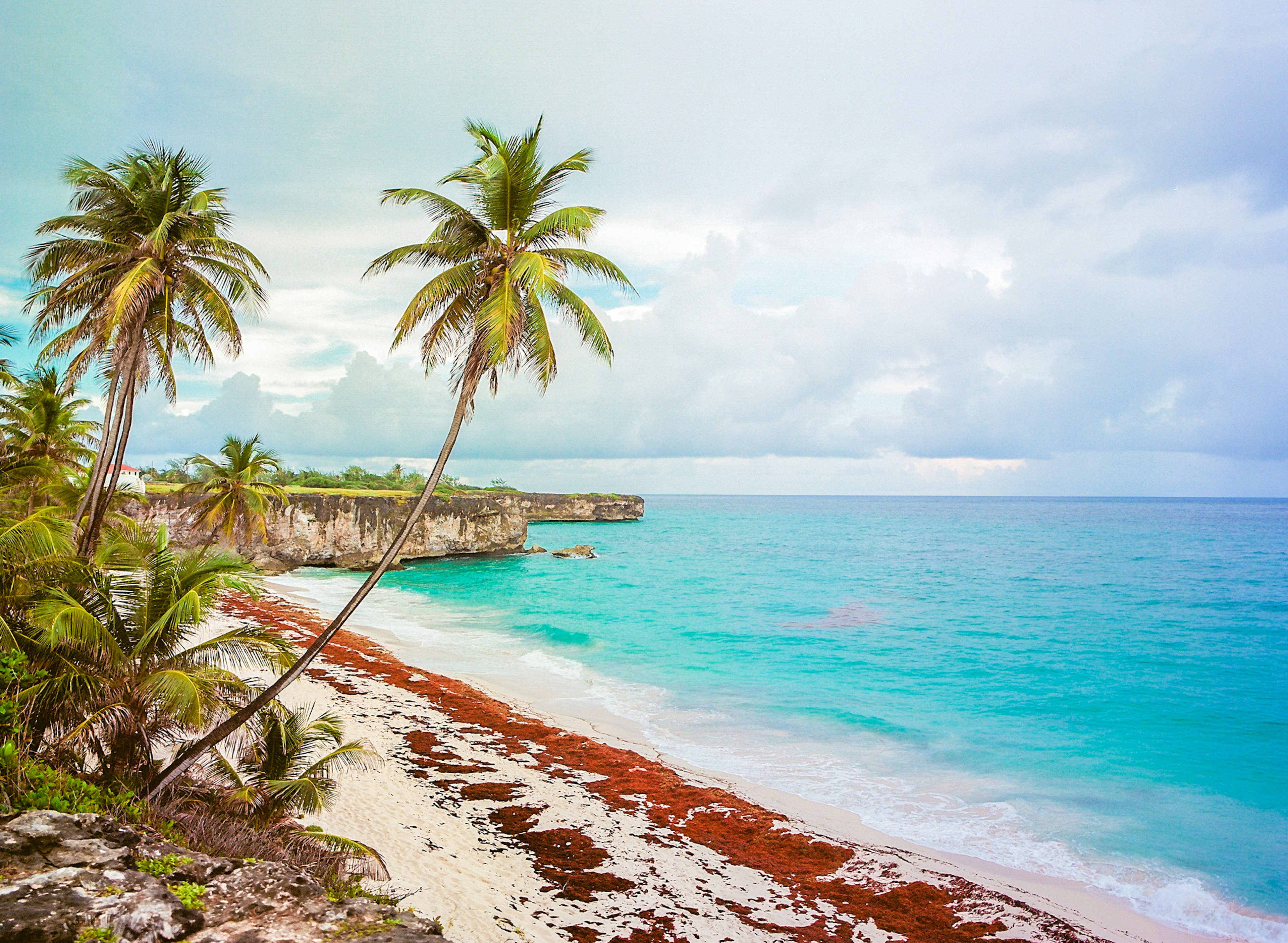 Palm trees over white sands at Bottom Bay beach in Barbados