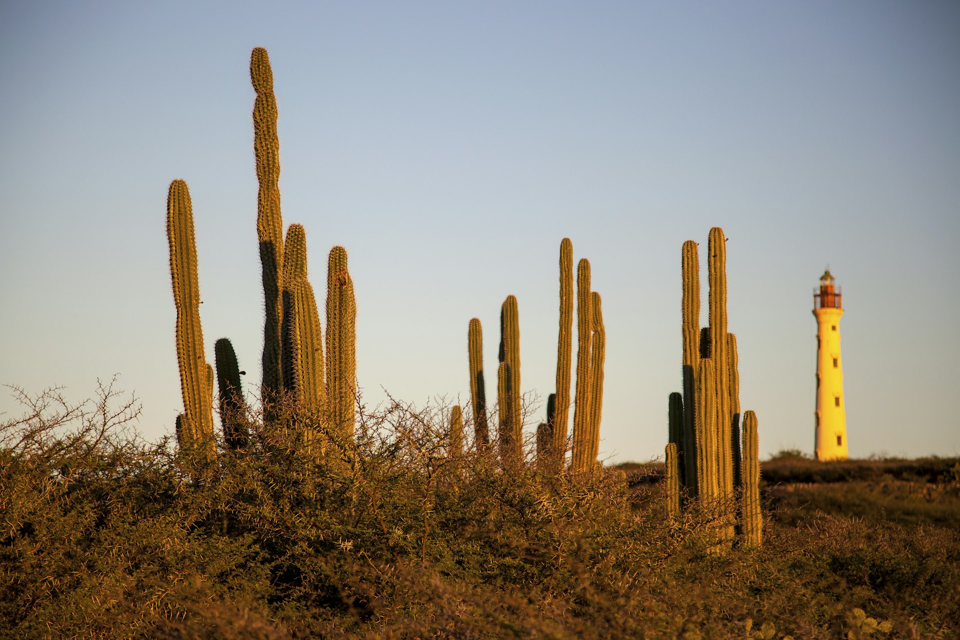 View of the California Lighthouse in the distance with cacti in the foreground in Aruba at sunset