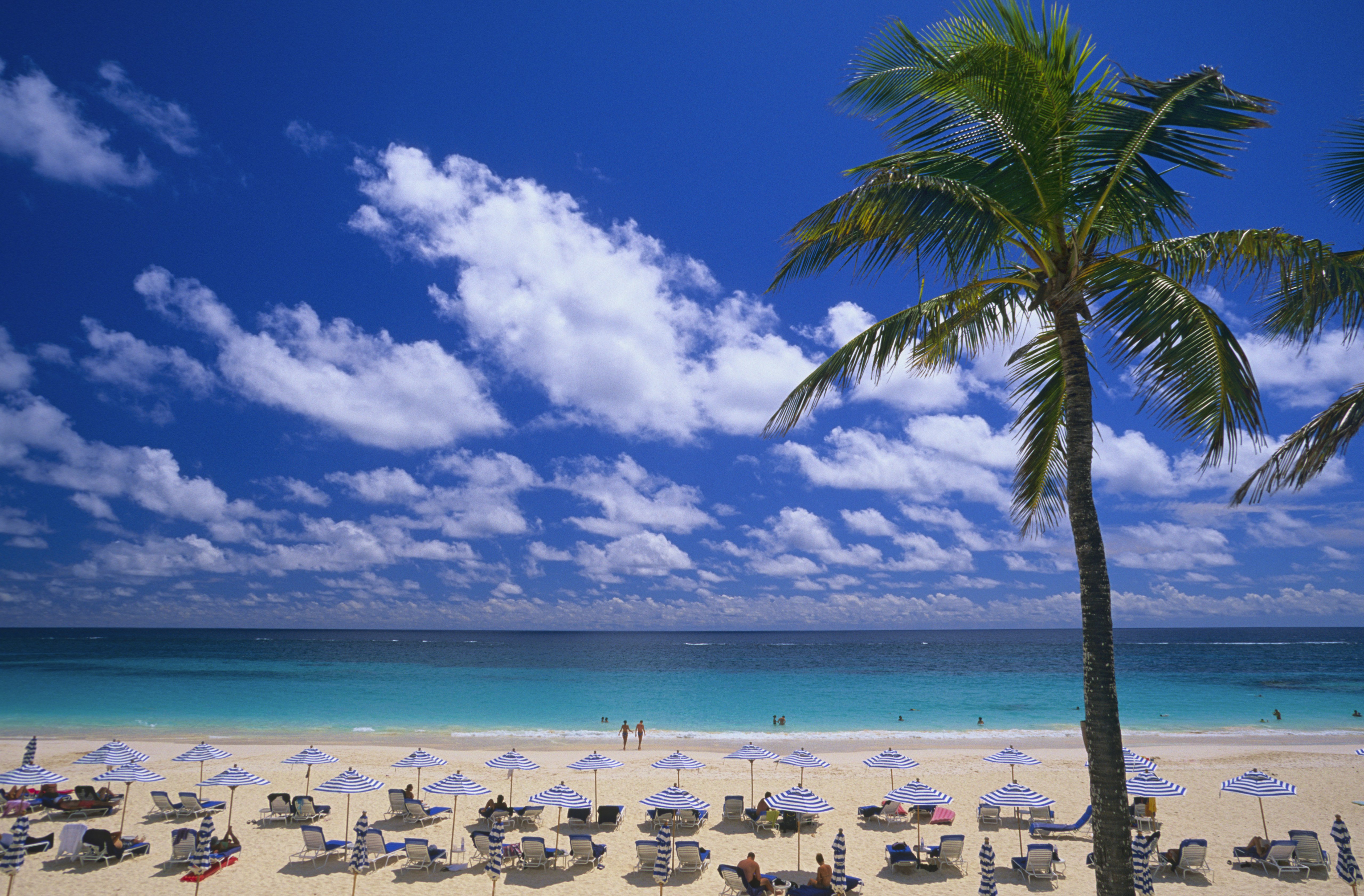Elevated view of a two rows of beach chairs and blue and white stripe umbrellas on the beach. There is a large palm tree in the foreground and in the background is the bright blue ocean. 