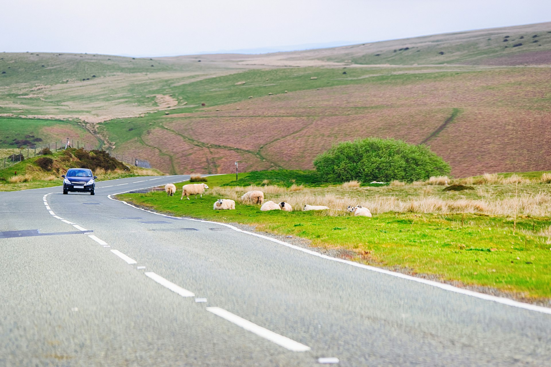 A car drives along a tarmac road in a rural hilly area. Several sheep stand at the edge of the road