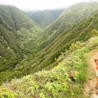 A young couple hiking a forest ridge on Maui
