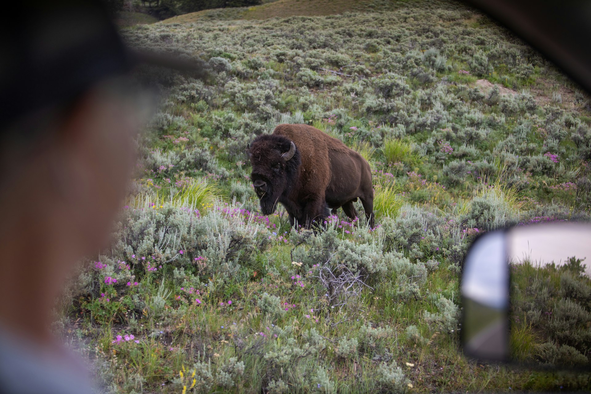 Lamar Valley, a bison through a car window in Yellowstone National Park