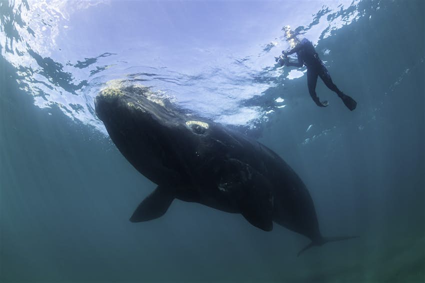 Buzo viendo una ballena franca austral joven bajo el agua